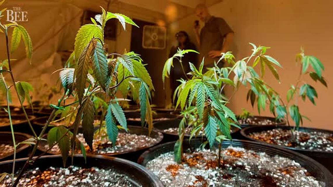 whats wrong with your marijuana plant they know - What's wrong with your marijuana plant? They know