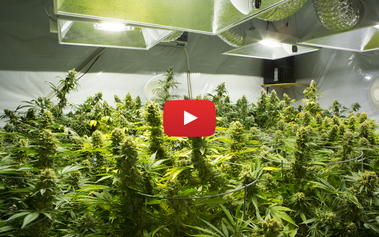 popular types weed grow video - Growing your own weed? The 5 Most Popular Marijuana Strains you can grow at home