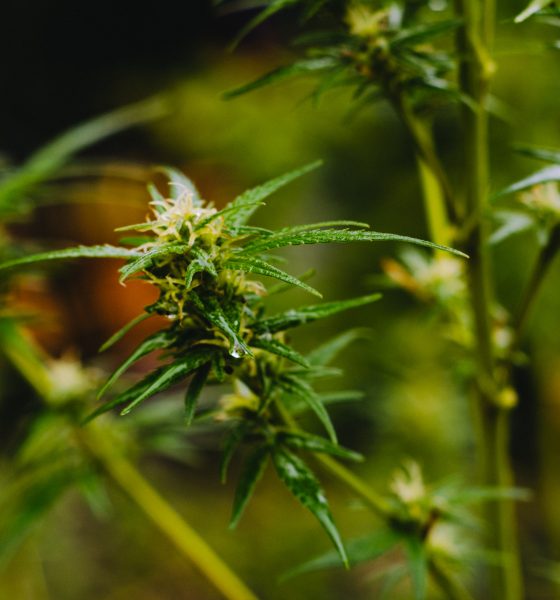 Canada weed homegrow laws