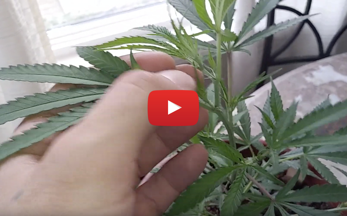difference male female pot plants video - How to tell the difference between male and female pot plants (and why it's important)