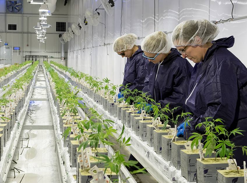 WeedMD gets $39 million loan from BMO to back outdoor marijuana grow plans