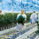 WeedMD gets $39 million loan from BMO to back outdoor marijuana grow plans