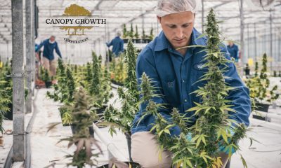 Canopy Growth is the biggest cannabis company in the world, what about the craft growers?