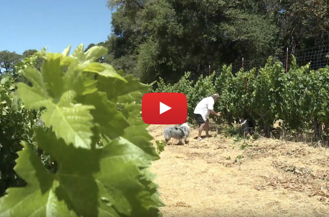 wine to pot video - California wine growers ditching grapes for pot, but is there a cost?