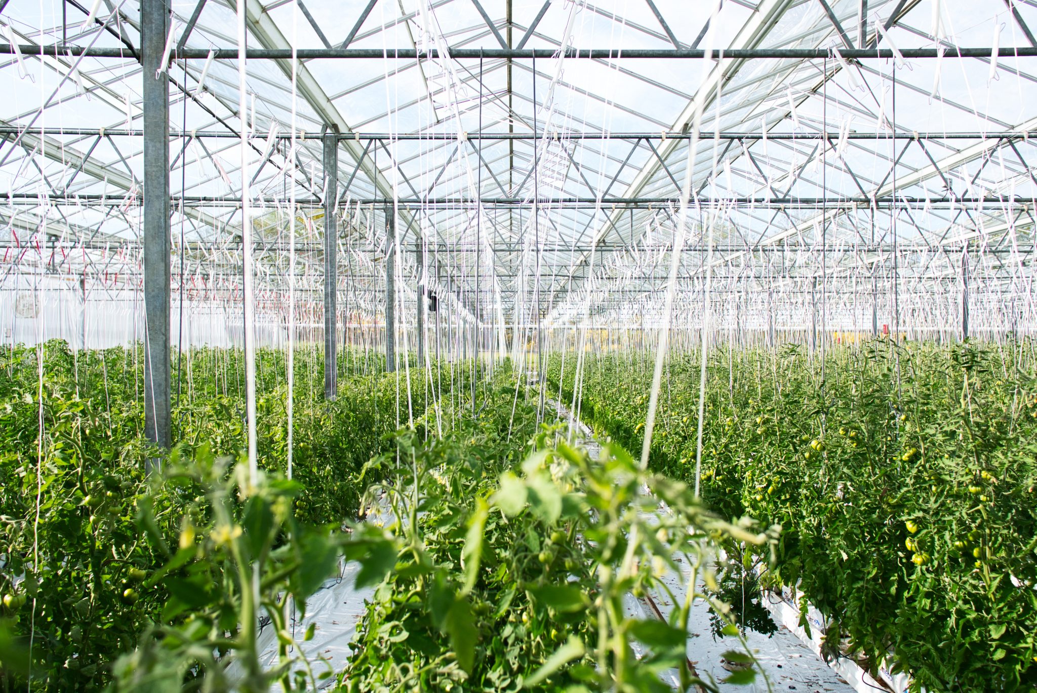 How to set up a greenhouse management system for cannabis