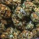 alex woods eOHMPLuOLuE unsplash 80x80 - WeedLoving.ca - Canadian Cannabis and Mail Order Marijuana Forums
